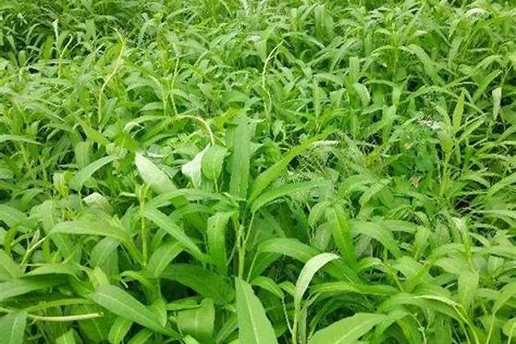 苹果种植挂果树,施肥方法有哪些？