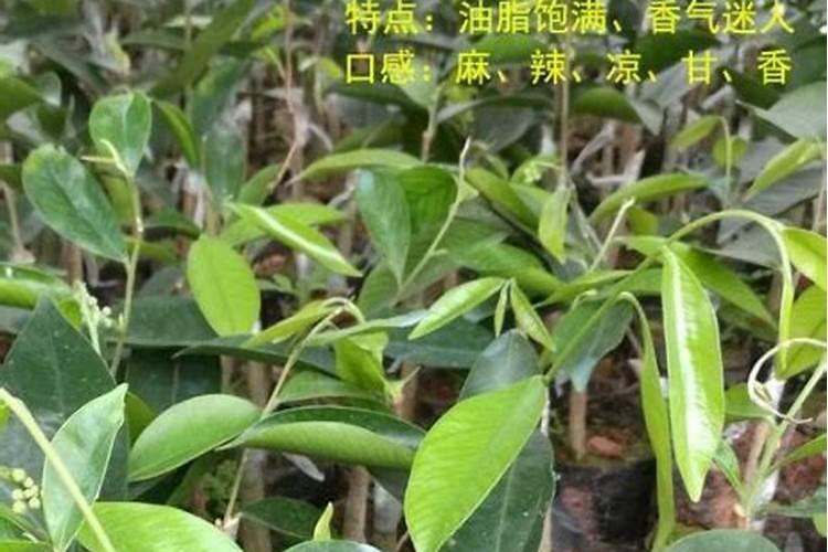 辣椒施什么肥结果多和大