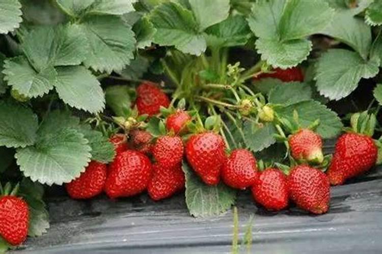 草莓根本追肥用什么肥料最好