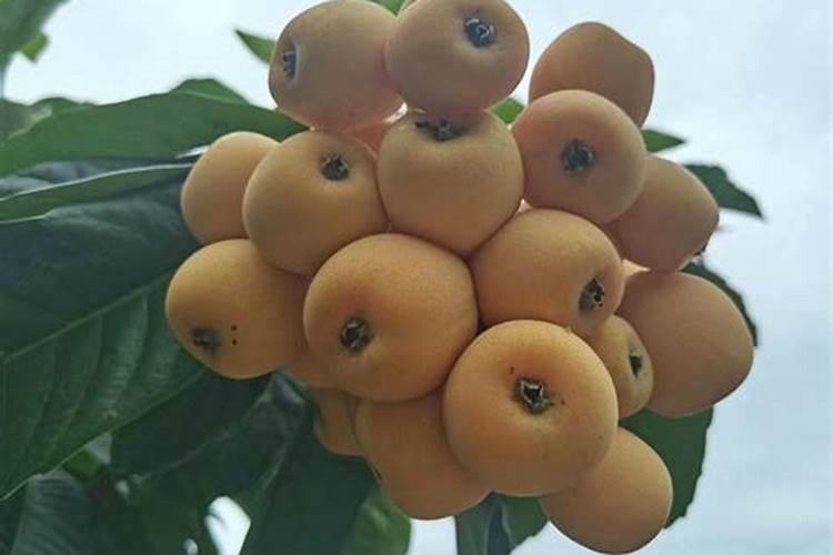 农村种植枇杷树,结果很酸,有什么方法能让枇杷变甜？