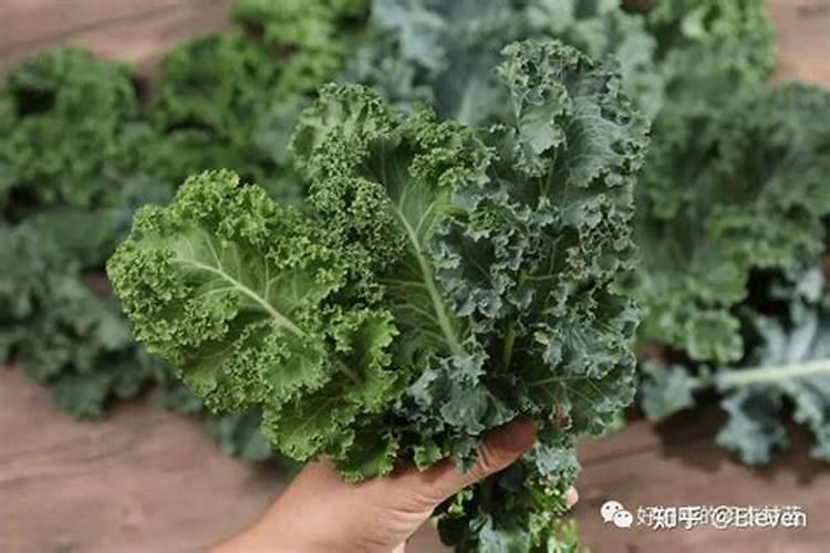 甘蓝最低耐寒是多少度