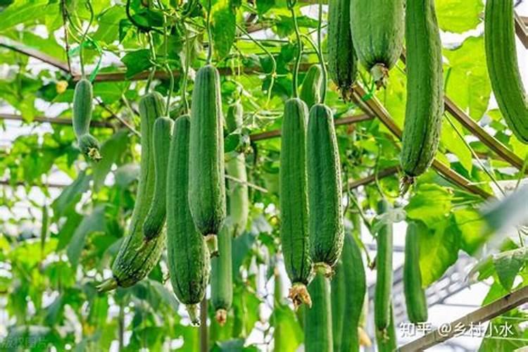 黄瓜,丝瓜,苦瓜苗期喷什么药能促进花芽分化？