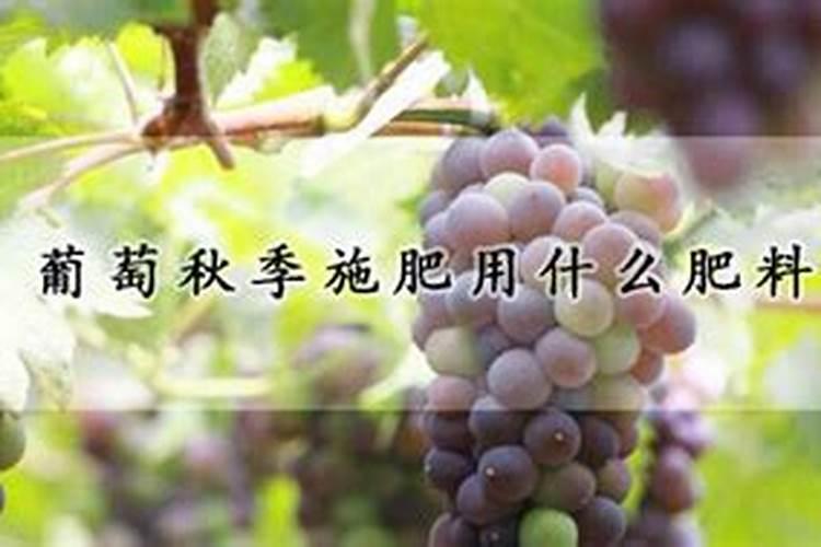 喜满地水溶肥在网上可以买到吗？
