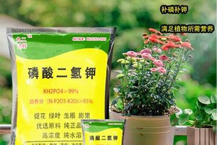 白玉兰缺铁症如何防治？