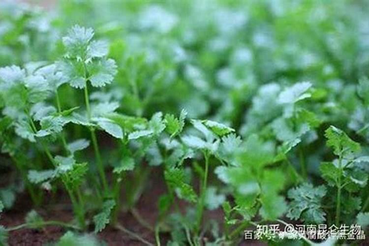 香菜喷什么叶面肥长得快