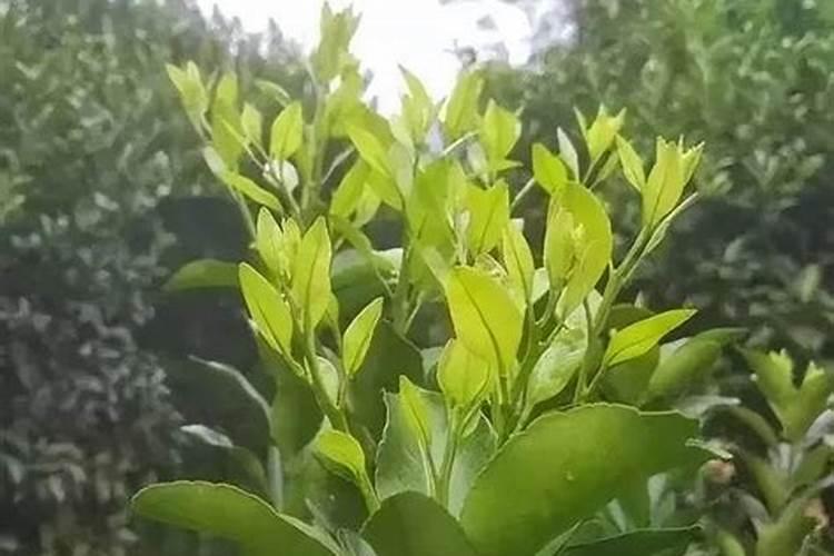 柑橘喷施叶面肥有哪些讲究？