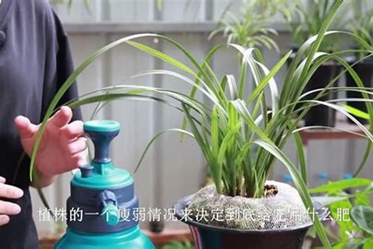 兰花开花期间如何养护
