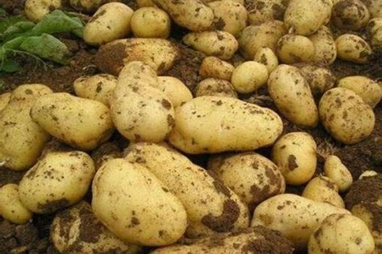 绷肥钼肥半大豆种硼肥能半大豆种吗？