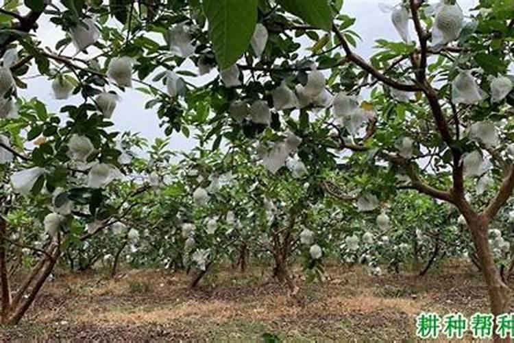番石榴缺素症防治方法