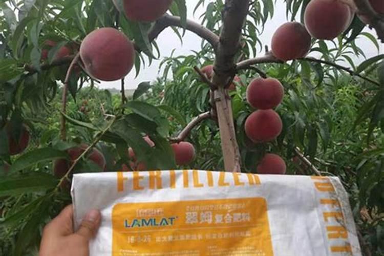 桃子施水溶肥能提前成熟吗