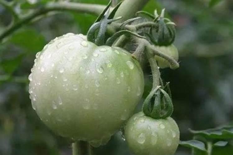 西红柿在开花期最需要什么肥
