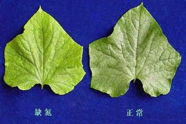 用韭菜种子种的韭菜太细,怎样能粗些？
