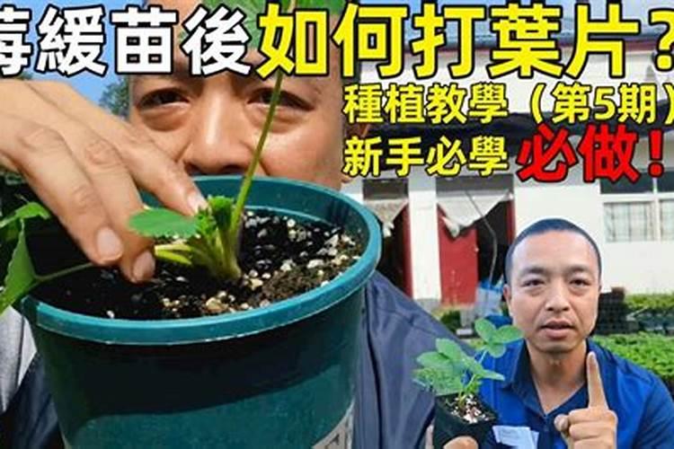 芹菜用什么肥料好