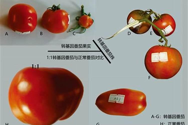 鱼蛋白肥料这么火,怎么用