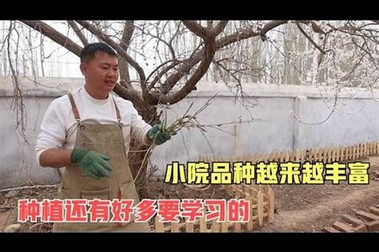 芸苔素打多了会怎么样有哪些副作用