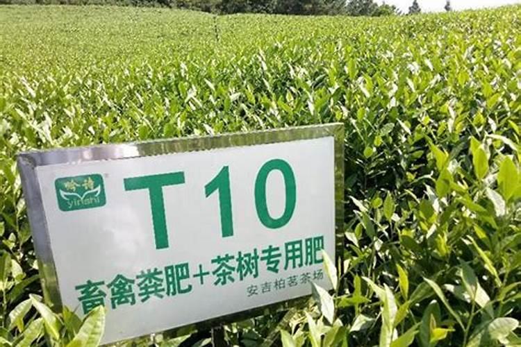 茶园土壤改良如何施肥