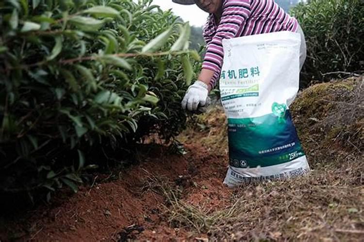 茶树用什么肥料长得快,茶树种植几年可以采摘