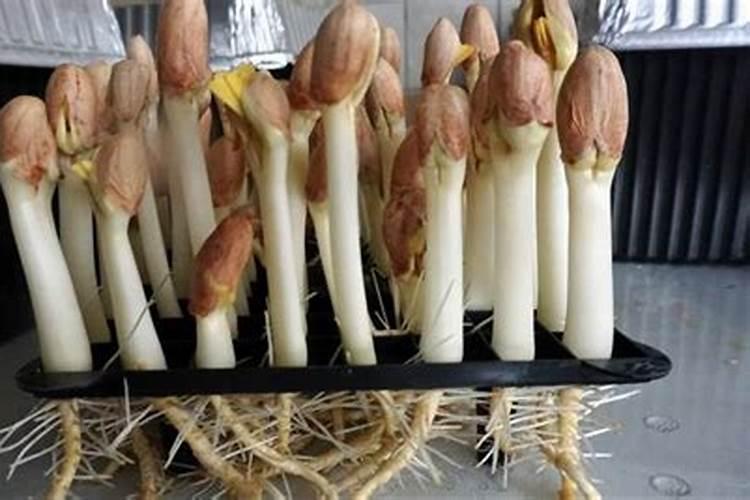 西红柿追什么肥最甜