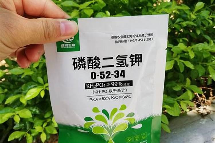 这是什么水果