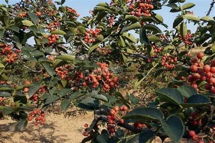 花椒树什么时候可以喷施叶面肥？