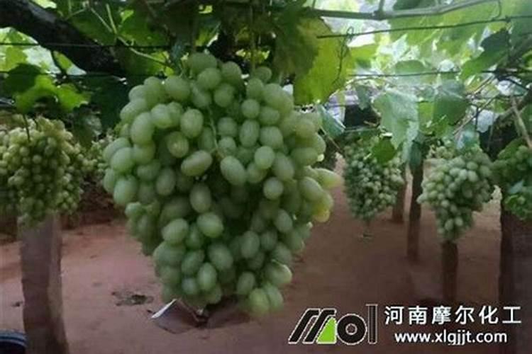 西红柿可以和鱼一起吃吗