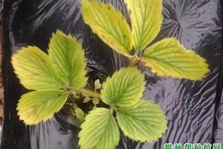 果树每隔多久可以淋(黄腐酸钾？