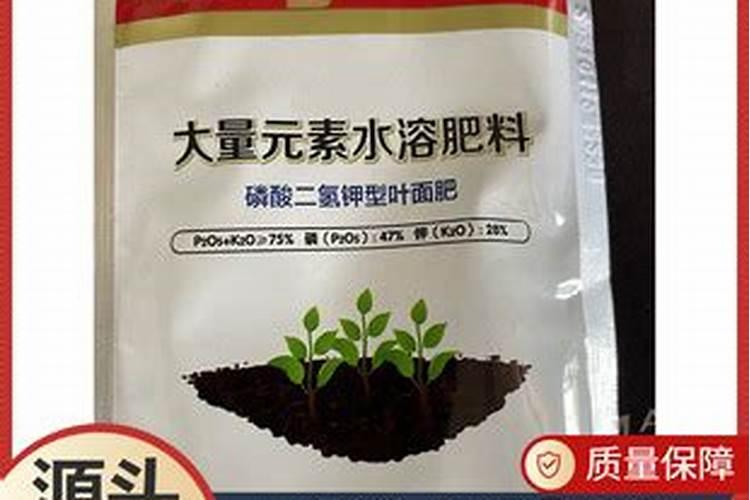 春天种植的月季怎么浇水施肥