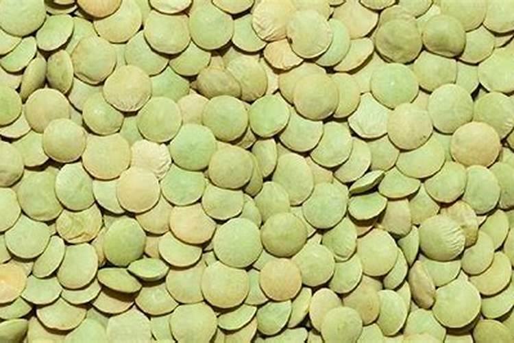 月季花什么时候施肥好 月季花最佳施肥时间是哪时候