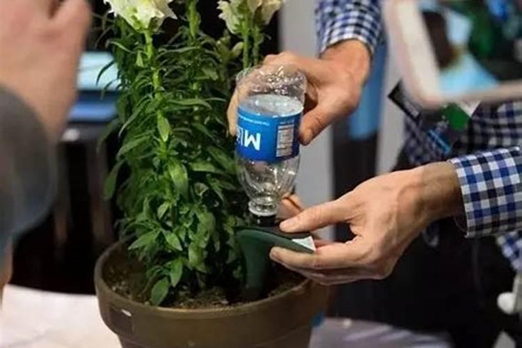 番茄鱼的家常做法