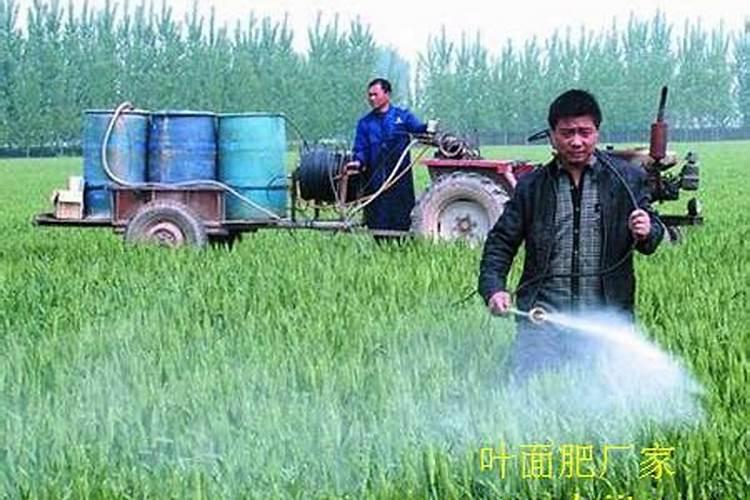 叶面肥可以频繁喷施不