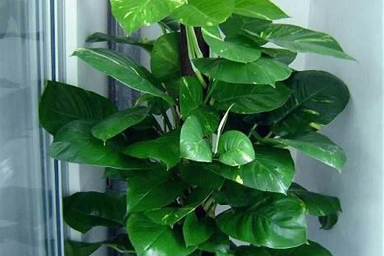 家养植物施什么肥(家养植物施肥指南,选择正确肥料,养出健康绿植)