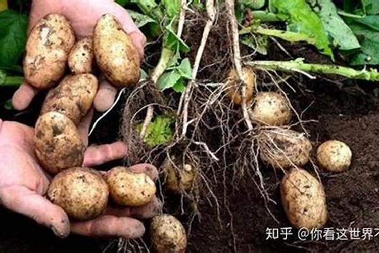秋天移栽冬青要剪枝吗