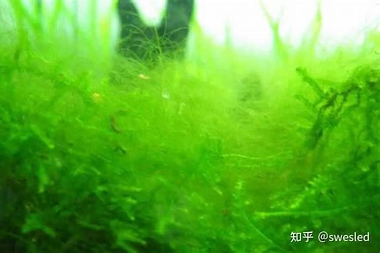 土壤表层有绿苔是怎么回事