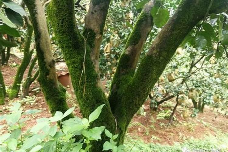 果树如何促进花芽分化 果树怎么养护