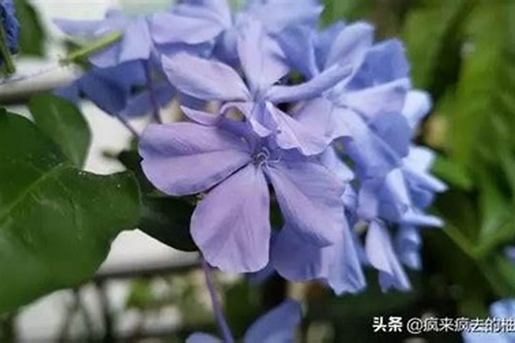 栀子的育苗方法是什么？
