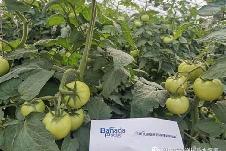 三七灰土固结时间