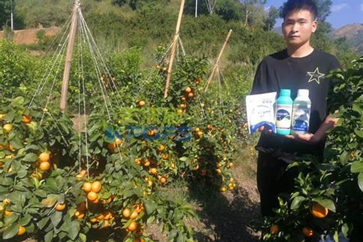 柑橘采收后喷什么叶面肥好？