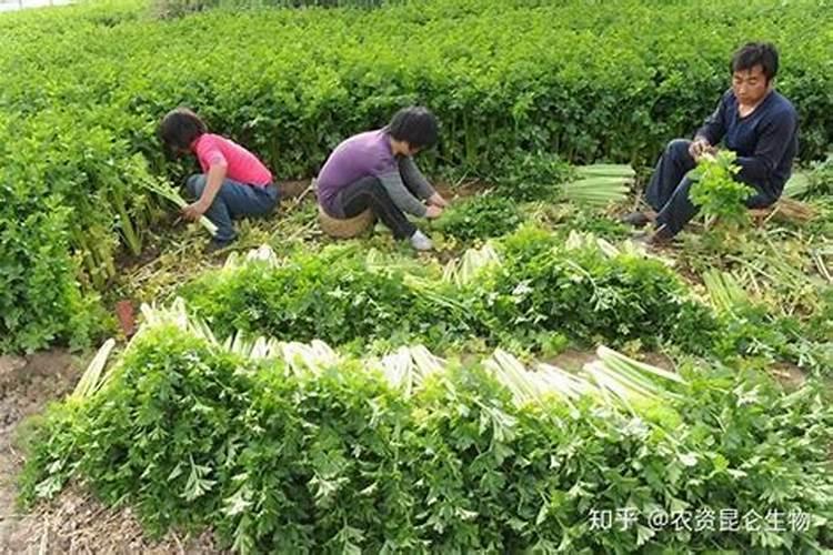 氯化钾是钾肥吗 化肥氯化钾的作用与功效