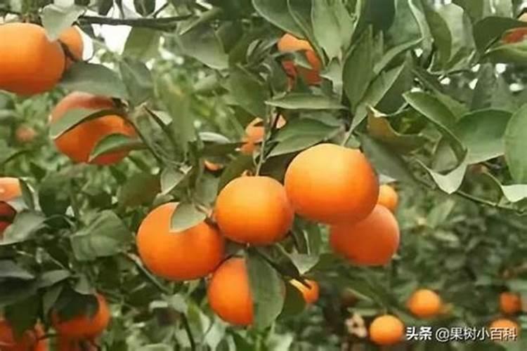 柑橘树施什么复合肥好呢？一年要施多少次？(大树)