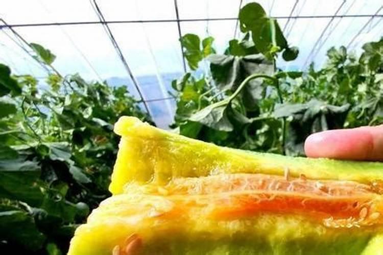 想要让香瓜种的又大又甜,种植的时候要注意什么？