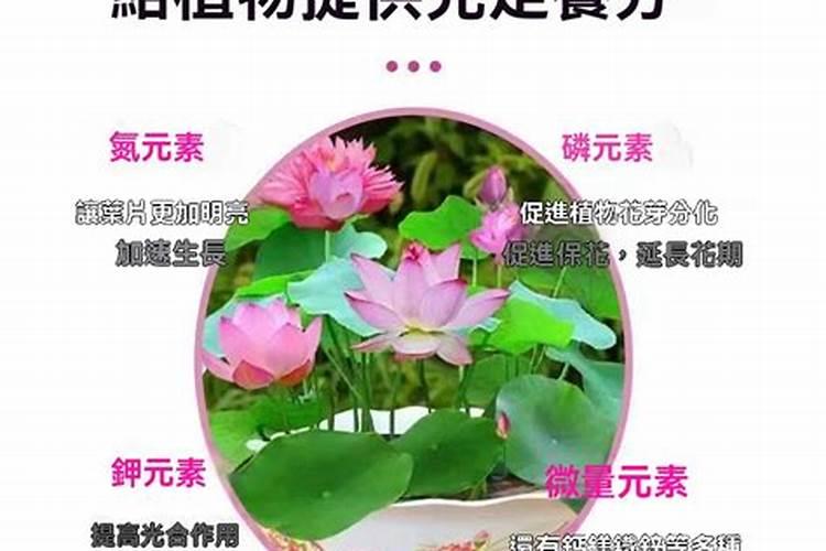 令箭荷花的施肥方法,附用什么肥合适？