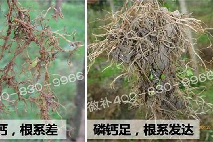 高产大姜施肥方法 姜如何施肥