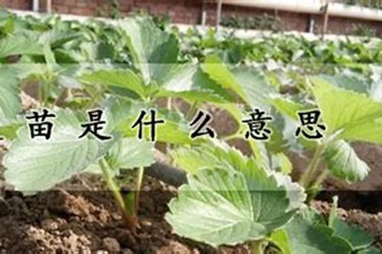 怎样分辨缓式控释肥的真假？控释肥有多少种？