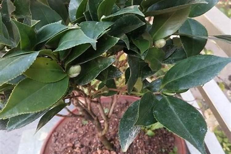 山茶花使用什么肥料