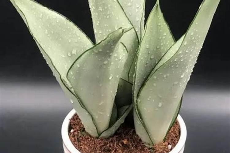 白玉虎皮兰变绿了怎么办