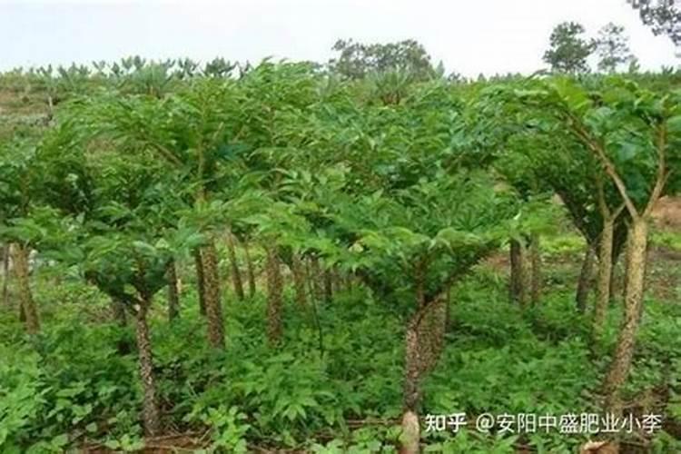 水溶肥和化肥的区别