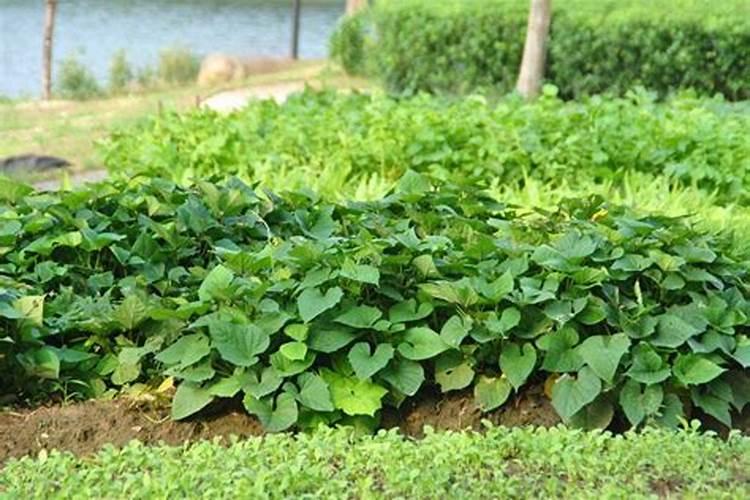种红薯喷什么叶面肥可以增产？有推荐的吗？