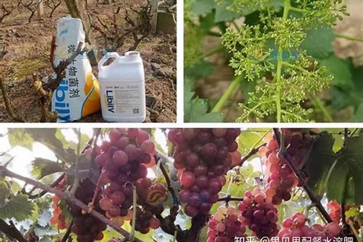 腐植酸复合肥效果怎么样？