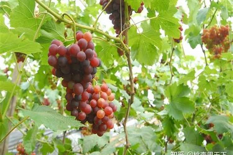 脐橙施冬肥应不应该下化肥