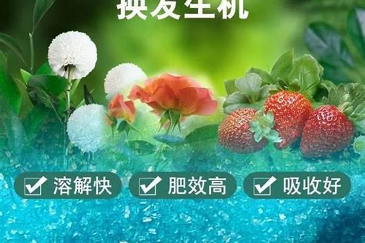 最好的兰花肥专用肥哪种最好